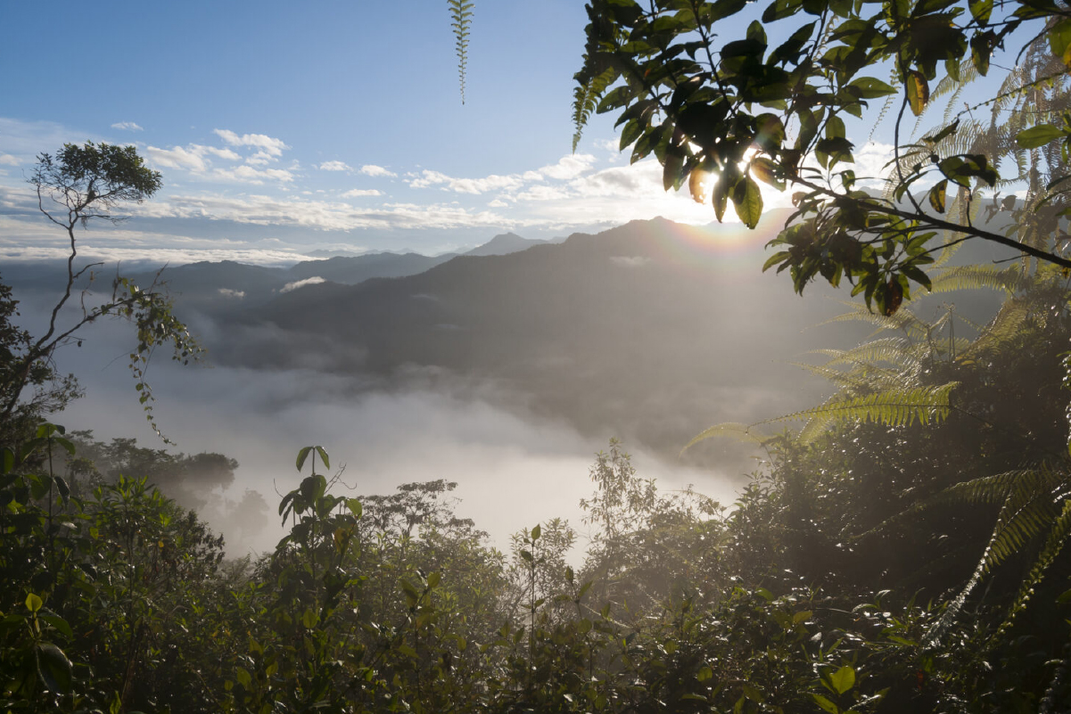 Bosques nubosos