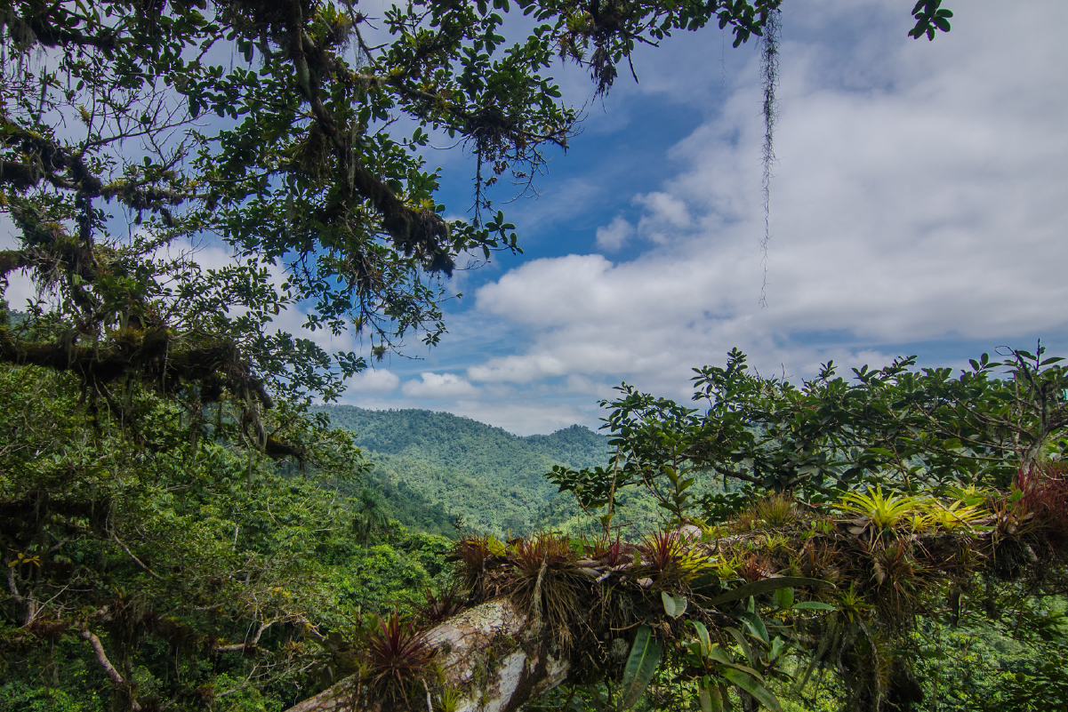 Bosques tropicales